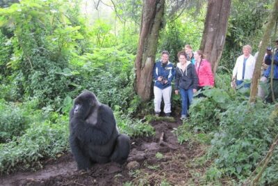 4 Days Gorilla Trekking, Lake Bunyonyi and Rwanda National Parks