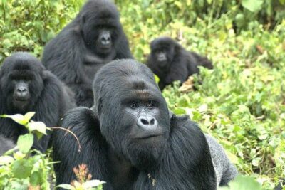 5 Day Rwanda gorilla and Lake Kivu Safari
