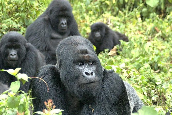 5 Day Rwanda gorilla and Lake Kivu Safari - Why this five-day route works