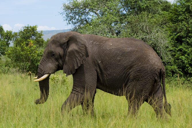 5 Days Akagera and Volcanoes National Park - Who will get the most from these five days