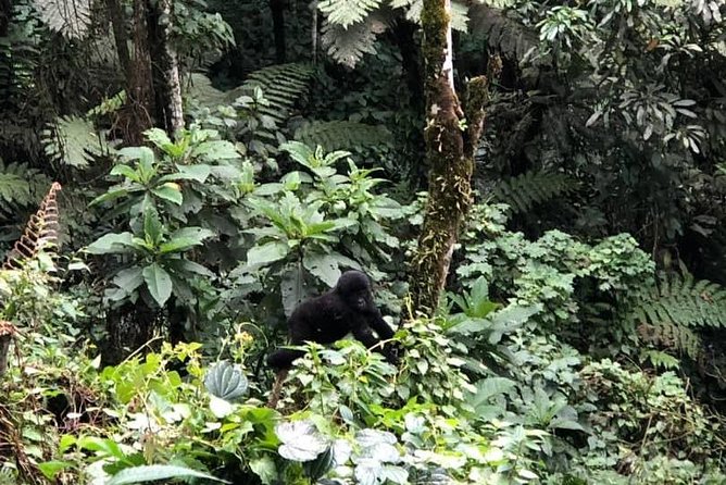 6 Days Rwanda Uganda Budget Wildlife Safari - Day 1: Kigali, Kinigi, and Volcanoes National Park