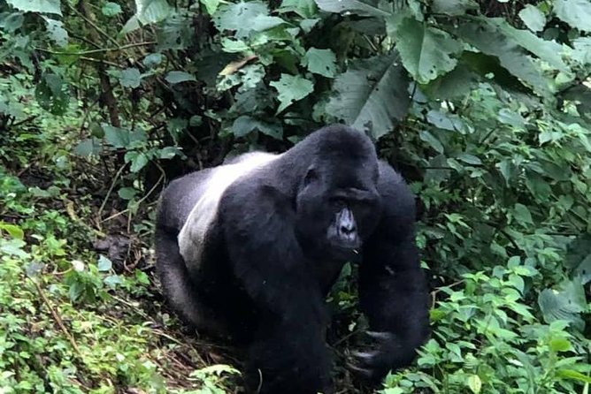 6 Days Rwanda Uganda Budget Wildlife Safari - Day 2: Golden monkeys, then the Cyanika border