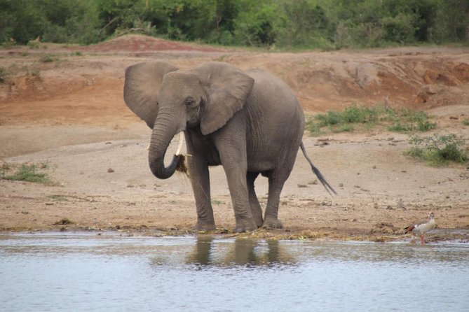 8 Day Gorilla Trek, Wildlife Safari and Chimp Habituation Experience - Key points at a glance