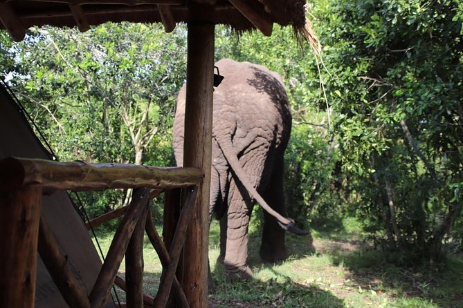 8 Day Gorilla Trek, Wildlife Safari and Chimp Habituation Experience - Why this eight-day route works