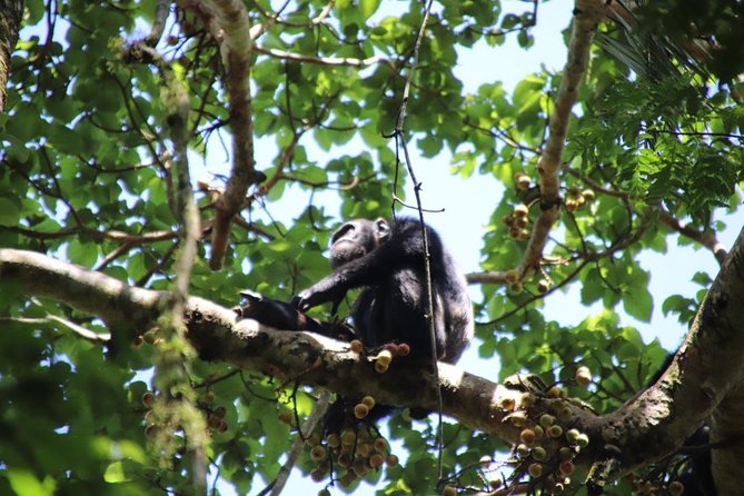 8 Day Gorilla Trek, Wildlife Safari and Chimp Habituation Experience - Day 6: Kyambura Gorge and the crater lakes