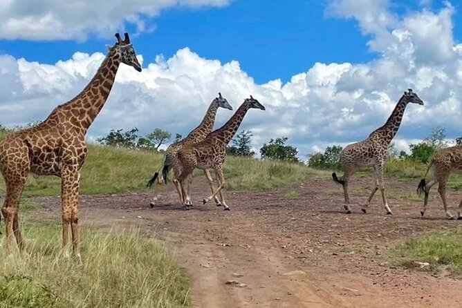Akagera National Park 1 day Safari Experience - Lunch by the park and a useful pause