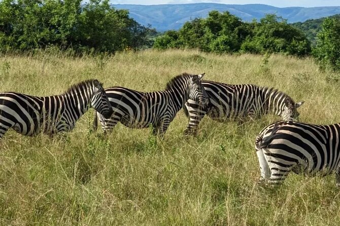 Akagera National Park 1 day Safari Experience - Heading north for the afternoon drive