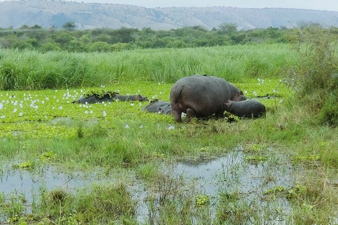 Akagera National Park 1 day Safari Experience - What the $229 price really means