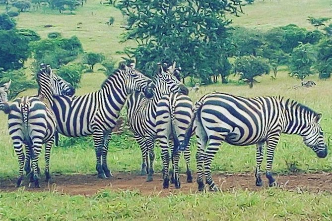 Akagera National Park Day Trip - From Kigali’s hills to Akagera’s open country