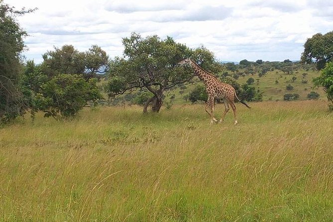 Akagera National Park Day Trip - Seven hours on the game-drive roads