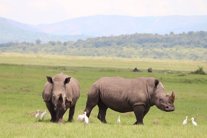 Akagera National Park Guided Day Pass - Why Akagera makes a strong day trip from Kigali
