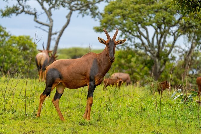 Akagera National Park Guided Day Pass - Southern Akagera: open savannah and the first wildlife search