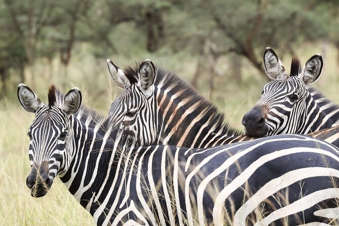 Akagera National Park Guided Day Pass - Lake Ihema: hippos, crocodiles, and a change of pace