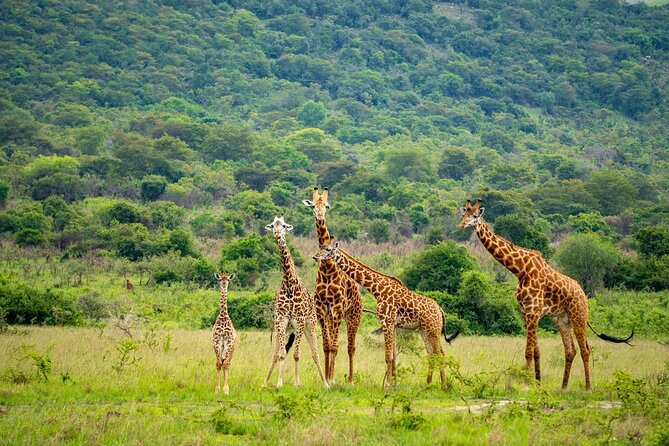 Akagera National Park Guided Day Pass - Northern Akagera and the value of a connected guide team
