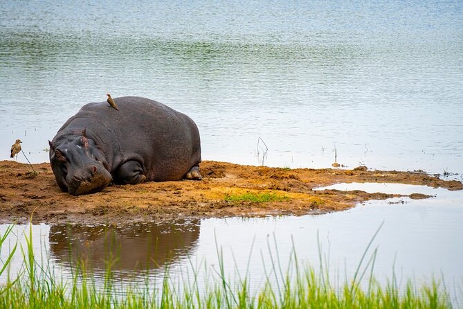 Akagera National Park Guided Day Pass - The vehicle, viewing setup, and group size