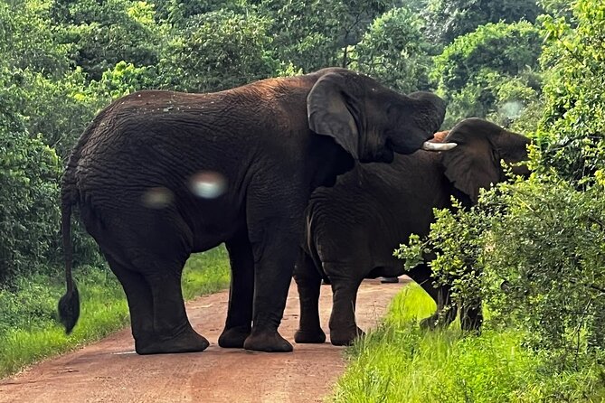 Akagera National Park Guided Day Pass - Conservation and the meaning of the visit