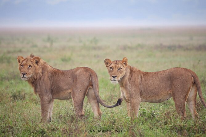 Big 5 Safari Day Trip - Key points at a glance