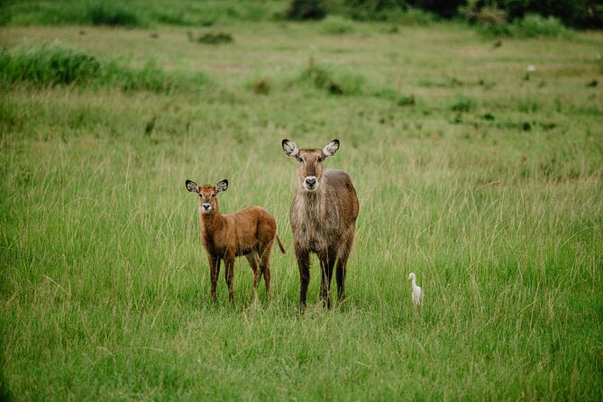 Big 5 Safari Day Trip - Entering Akagera National Park