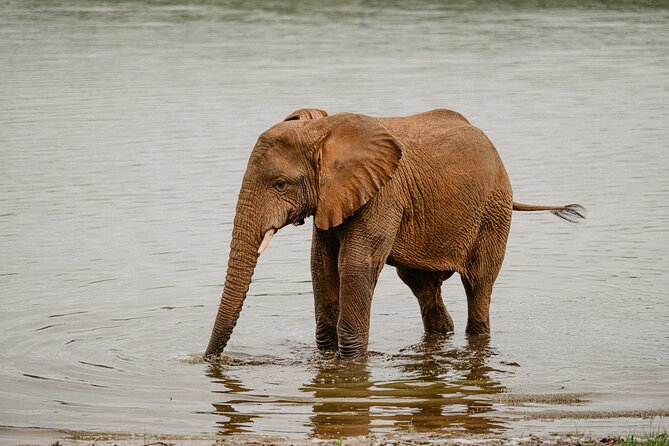 Big 5 Safari Day Trip - The wildlife drive and what you might see