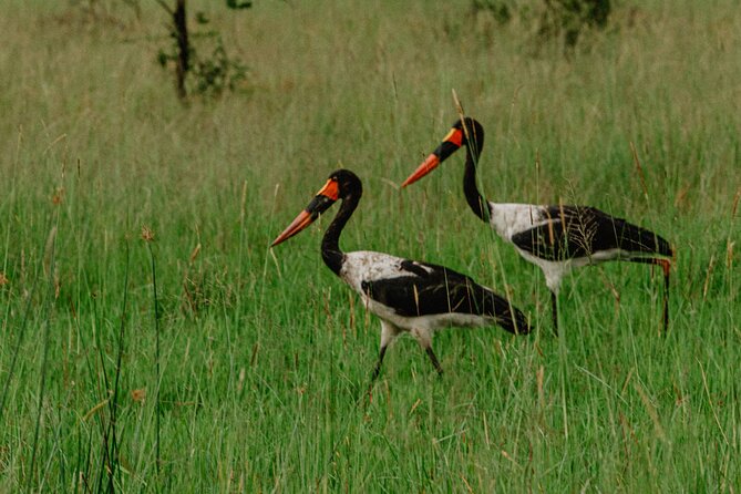 Big 5 Safari Day Trip - Why the guide can make or break the experience