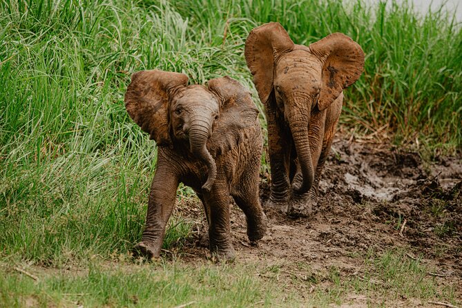 Big 5 Safari Day Trip - What the $283 price includes