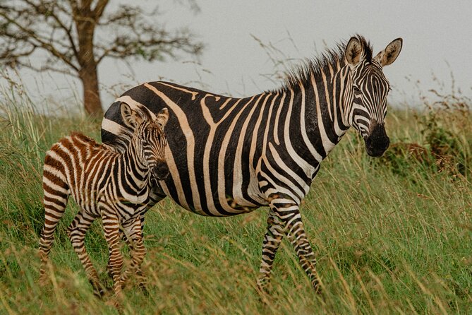 Big 5 Safari Day Trip - The long-day drawback