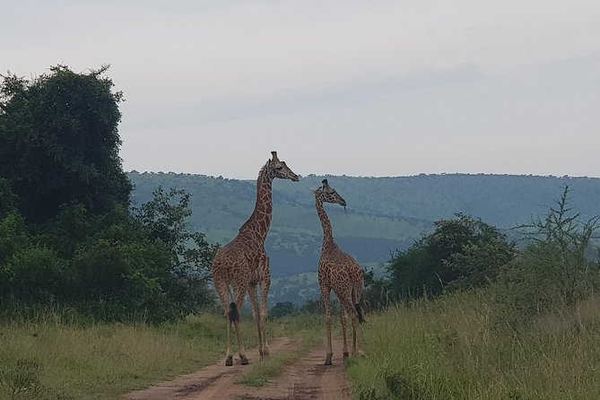 Cool Share Day Akagera Game Drive, Daily Depart, Boat Ride, Lunch - Is $220 good value?