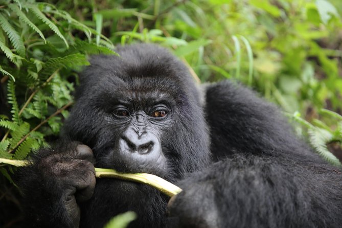 Discover the Beauty of Rwanda in 12Days - Why this Rwanda itinerary works so well