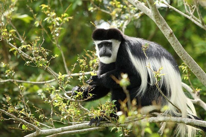 Discover the Beauty of Rwanda in 12Days - Nyungwe Forest, primates, and the canopy walkway