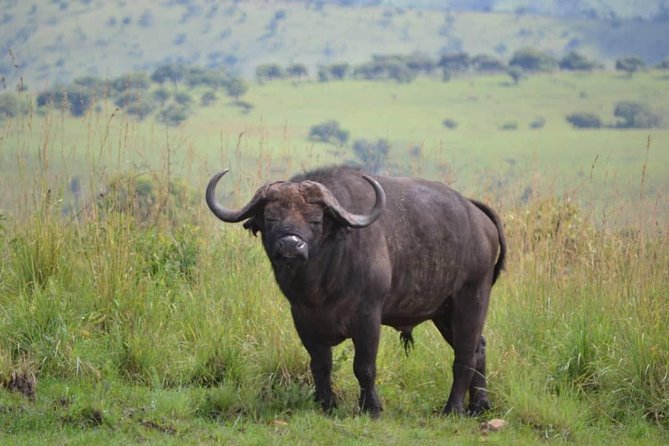 Discover the Beauty of Rwanda in 12Days - Akagera National Park and the first safari experience