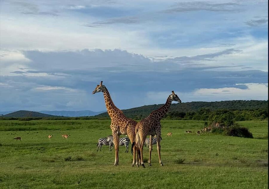From Kigali: 1 Day All inclusive Akagera Safari - Entering Akagera and getting ready for the drive