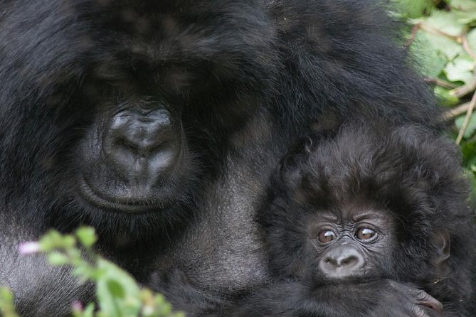 From Kigali: 10 Hour Day-trip Rwanda Gorilla Trekking with Lunch - Leaving Kigali at 4:00 am
