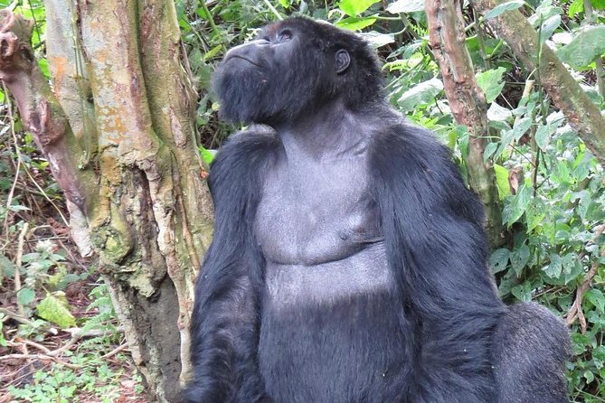 From Kigali: 10 Hour Day-trip Rwanda Gorilla Trekking with Lunch - The forest walk and the one-hour gorilla encounter