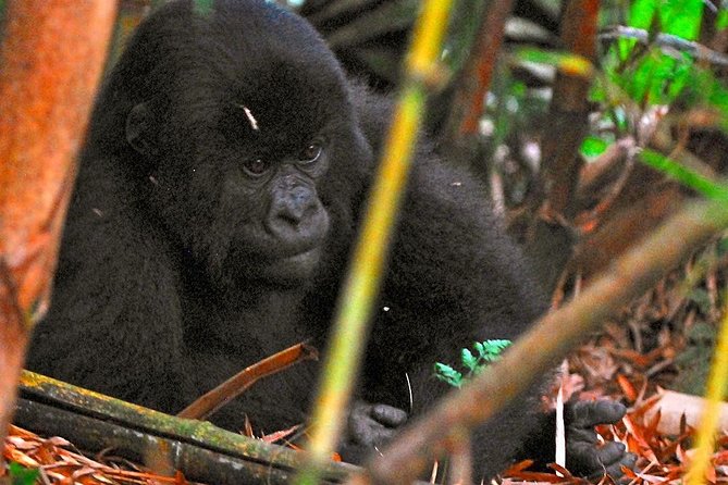 From Kigali: 10 Hour Day-trip Rwanda Gorilla Trekking with Lunch - Guides, drivers, and the human side of the day