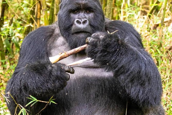 From Kigali: 10 Hour Day-trip Rwanda Gorilla Trekking with Lunch - Lunch, water, and the value of the package