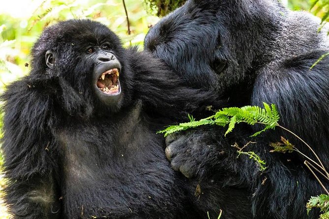 From Kigali: 10 Hour Day-trip Rwanda Gorilla Trekking with Lunch - Who should book this 10-hour version