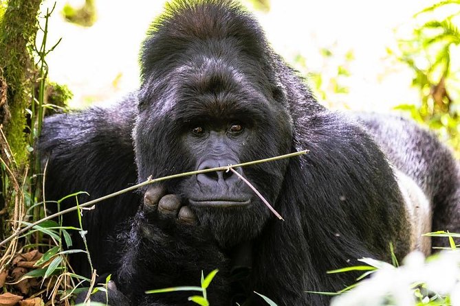 From Kigali: 10 Hour Day-trip Rwanda Gorilla Trekking with Lunch - Practical planning before you pay