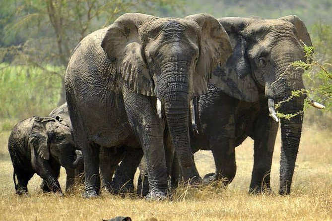 From Kigali: 12 Hour Custom Day trip for game Drive in Akagera NP - Why Akagera works as a Kigali day trip