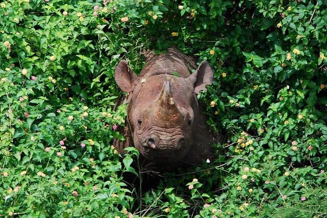 From Kigali: 12 Hour Custom Day trip for game Drive in Akagera NP - Option one: a seven-hour game drive