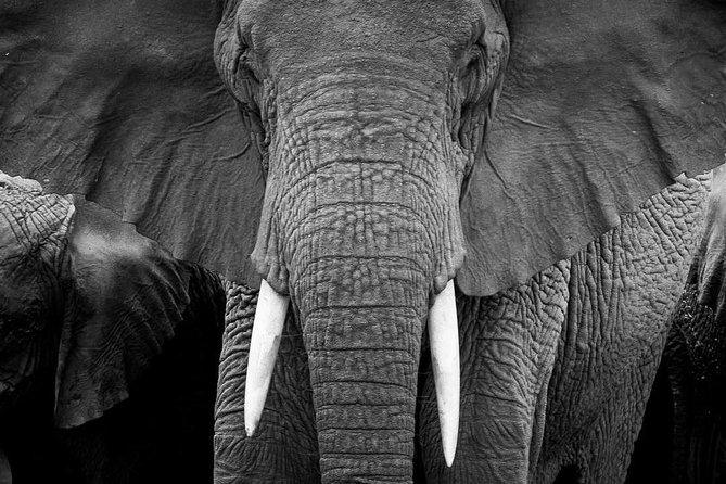 From Kigali: 12 Hour Custom Day trip for game Drive in Akagera NP - Option two: Lake Ihema by boat, then a shorter drive