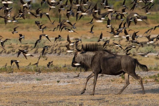 From Kigali: 12 Hour Custom Day trip for game Drive in Akagera NP - Wildlife you may see in Akagera