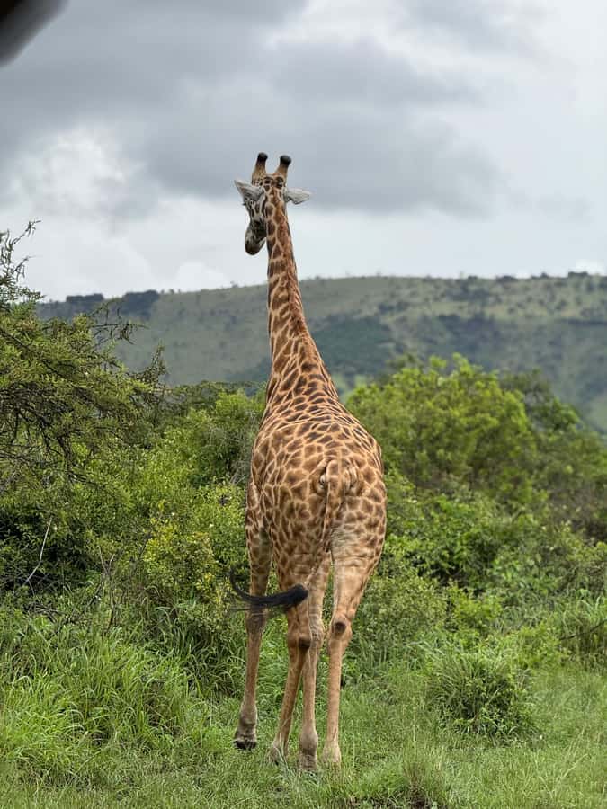 From Kigali: Akagera National Park Safari game drive - The optional Lake Ihema boat cruise