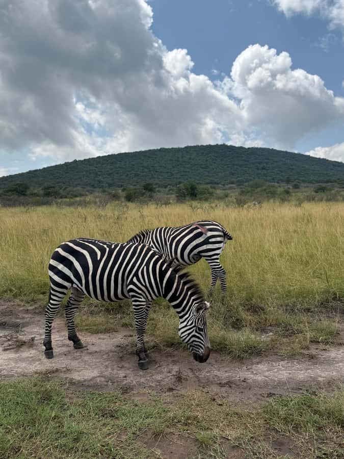 From Kigali: Akagera National Park Safari game drive - A sunset drink in the golden hour