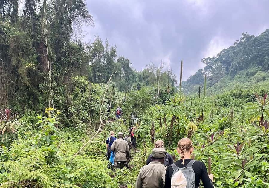 From Kigali: Bisoke Summit Trek, Crater Lake 1 Day Safari - Why Mount Bisoke is more than a standard day hike