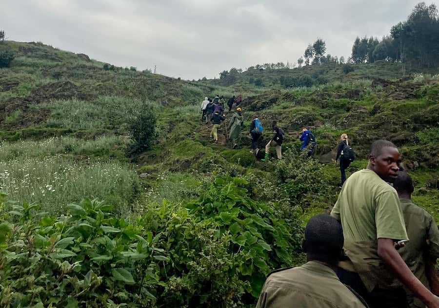 From Kigali: Bisoke Summit Trek, Crater Lake 1 Day Safari - The upper slopes and giant heather
