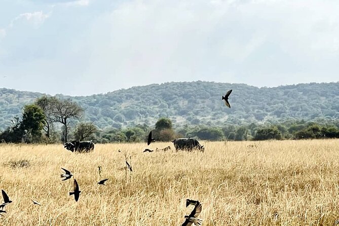 Full Day Akagera National Park Game Drive and Boat Safari - Key points at a glance