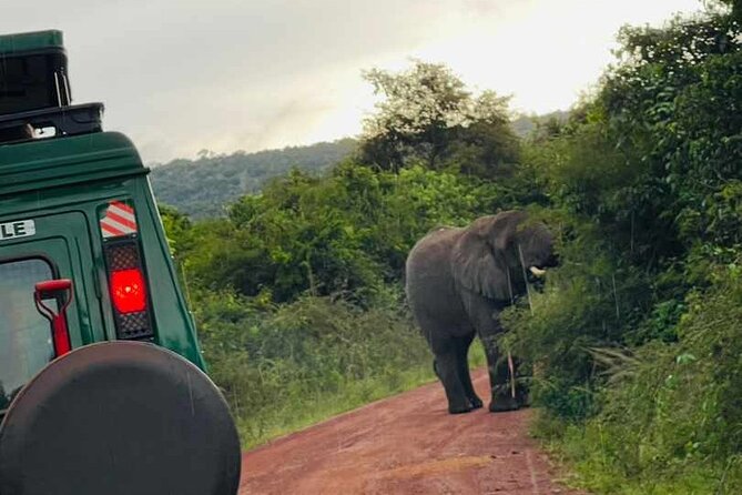 Full Day Akagera National Park Game Drive and Boat Safari - A short stop at Imigongo Art Center