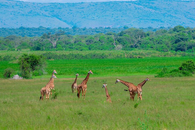 Full-Day Private Safari of Akagera National Park with Lunch - Why Akagera Makes a Strong Day Trip From Kigali