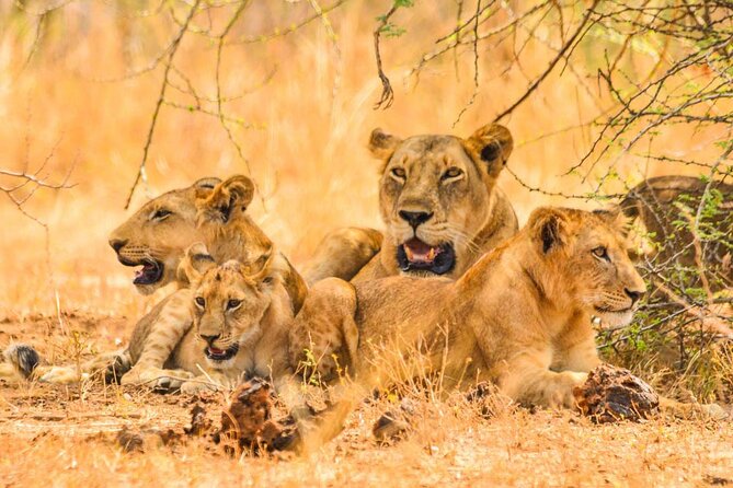 Full Day Shared Akagera Safari Tour with Lunch and Coffee - Why Akagera works as a one-day safari