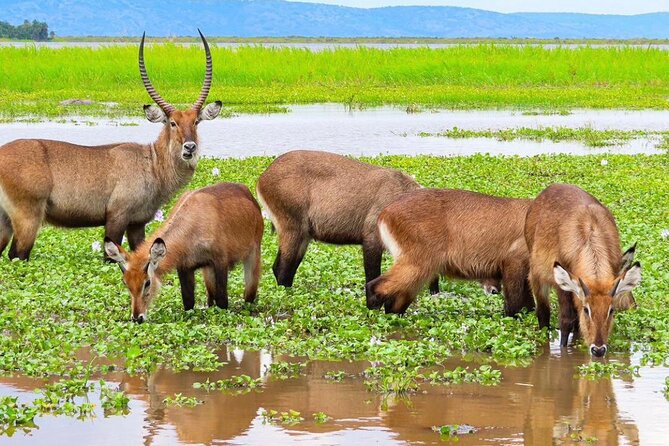 Full Day Shared Akagera Safari Tour with Lunch and Coffee - Entering Akagera National Park
